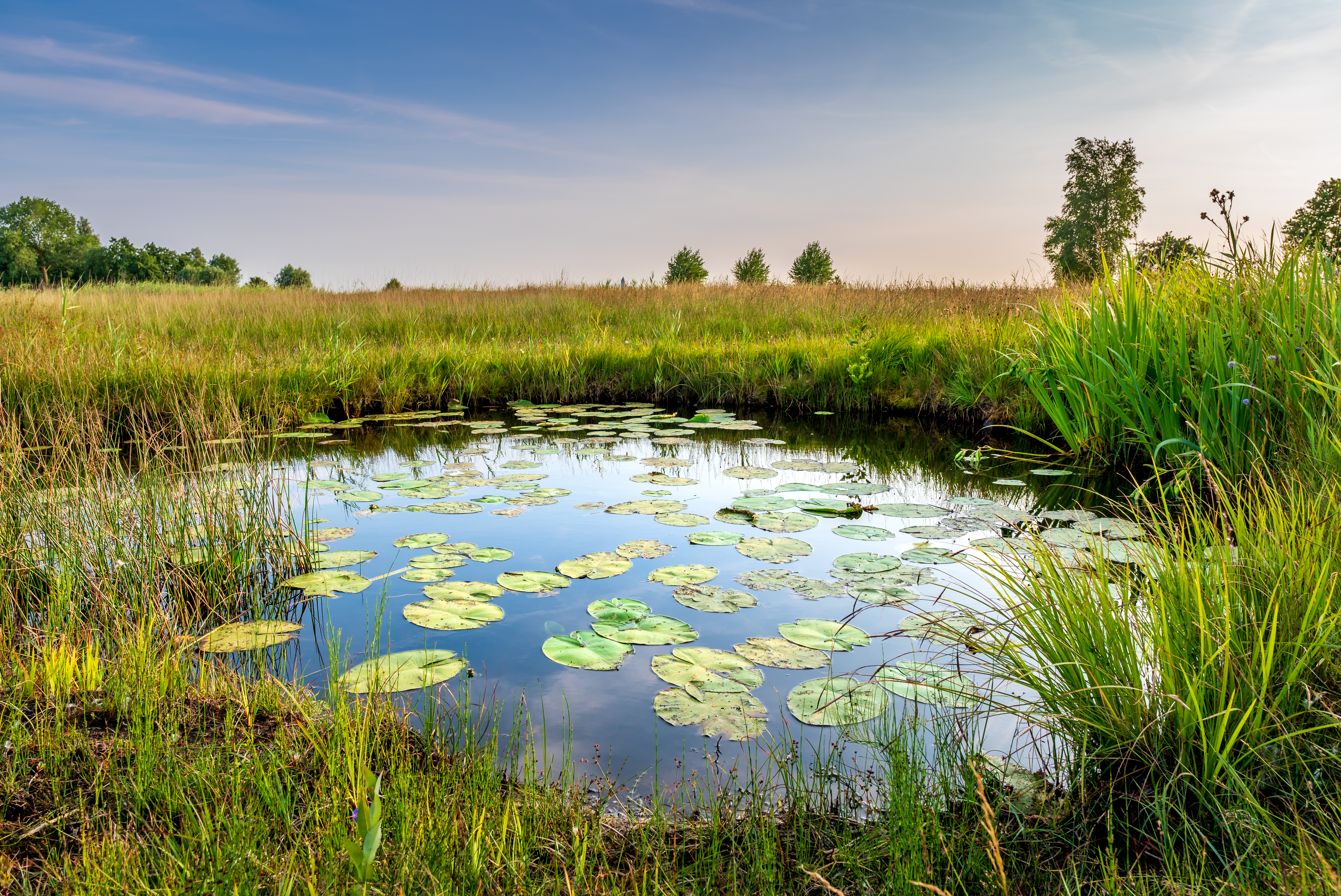 COP15 image